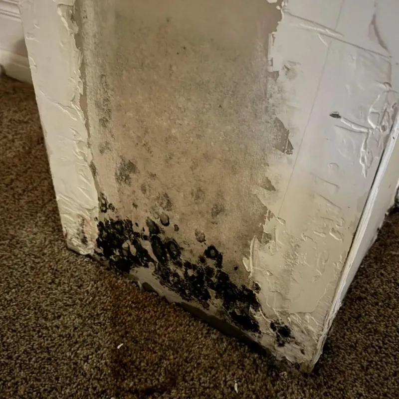 Professional Mold Removal in Burlington, VT